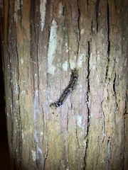 Lasiocampoidea