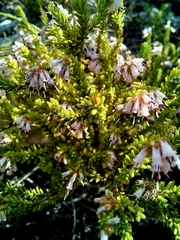 Erica ericoides