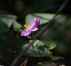 Melastoma malabathricum
