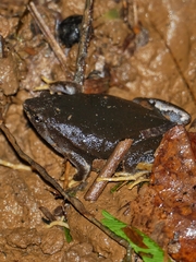 Hypopachus pictiventris