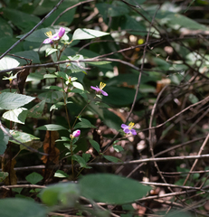 Melastoma malabathricum