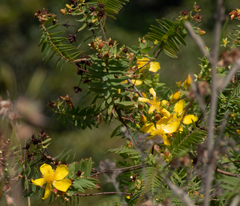 Senna auriculata