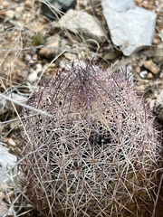 Echinomastus erectocentrus erectocentrus