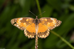 Chlosyne lacinia