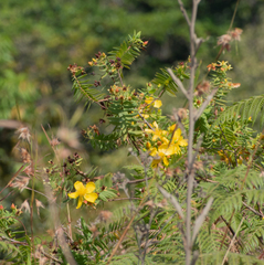 Senna auriculata