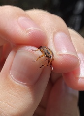 Metamasius hemipterus