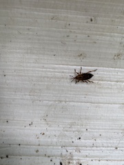 Metamasius hemipterus