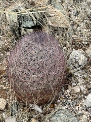 Echinomastus erectocentrus erectocentrus