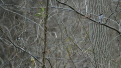 Poecile carolinensis