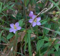 Melastoma malabathricum
