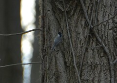 Poecile carolinensis