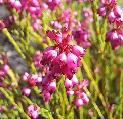 Erica rhopalantha