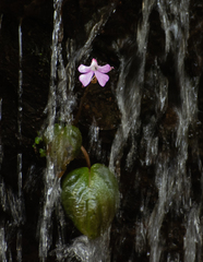 Impatiens acaulis