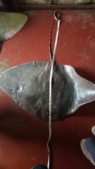 Gymnura poecilura