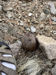 Echinomastus erectocentrus erectocentrus