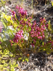 Erica rhopalantha