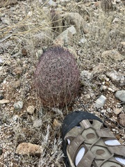 Echinomastus erectocentrus erectocentrus