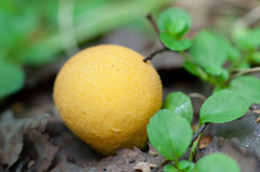 Lycoperdon flavotinctum