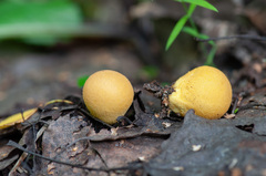Lycoperdon flavotinctum