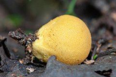 Lycoperdon flavotinctum