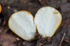 Lycoperdon flavotinctum