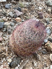Echinomastus erectocentrus erectocentrus