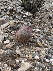 Echinomastus erectocentrus erectocentrus