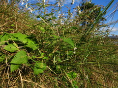 Equilabium laxiflorum