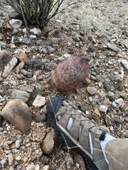 Echinomastus erectocentrus erectocentrus