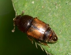 Carpophilus mutilatus