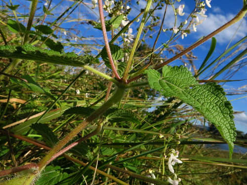 Image of Equilabium laxiflorum by no rights reserved