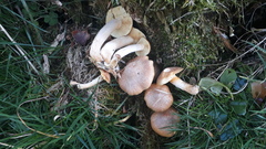 Gymnopilus stabilis