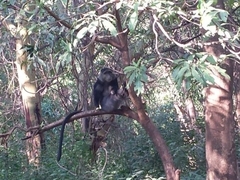 Cercopithecus mitis albogularis