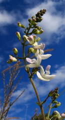 Equilabium laxiflorum