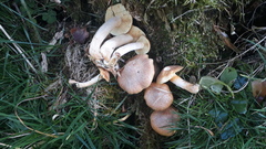 Gymnopilus stabilis