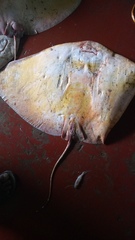 Gymnura poecilura