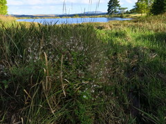 Equilabium laxiflorum