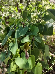 Aristolochia argentina