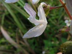 Equilabium laxiflorum