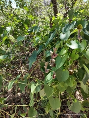 Aristolochia argentina