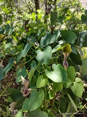 Aristolochia argentina