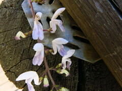 Equilabium laxiflorum