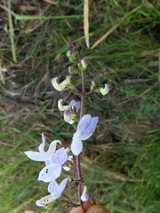 Equilabium laxiflorum