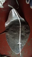 Gymnura poecilura
