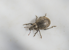 Philopedon plagiatum