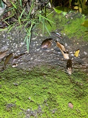 Lissachatina fulica