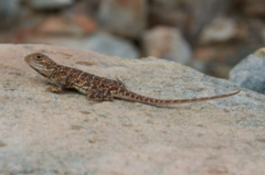 Ctenophorus salinarum