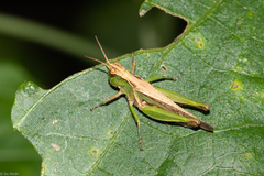 Orthoptera
