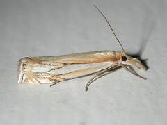 Crambus saltuellus