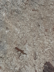 Lepidoblepharis